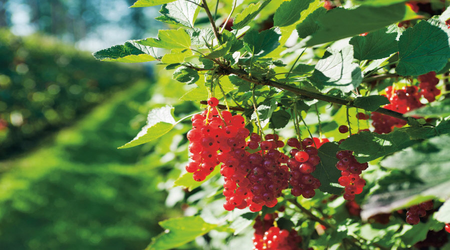 гадавальнік пладовых хмызнякоў саджанцаў агрэст аронія чарнаплодная рабіна парэчка маліна ў Польшчы   01