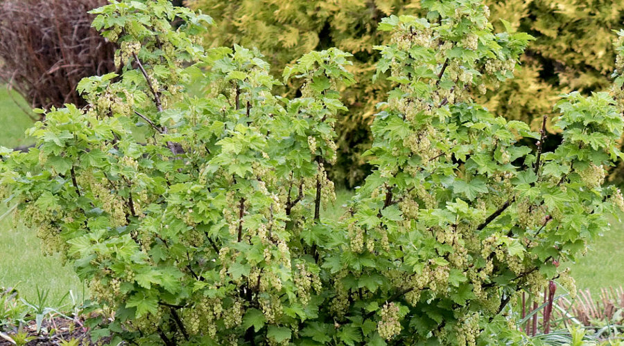 гадавальнік пладовых хмызнякоў саджанцаў агрэст аронія чарнаплодная рабіна парэчка маліна ў Польшчы   04