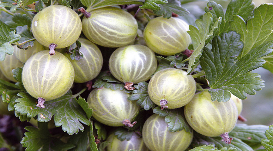 гадавальнік пладовых хмызнякоў саджанцаў агрэст аронія чарнаплодная рабіна парэчка маліна ў Польшчы   08