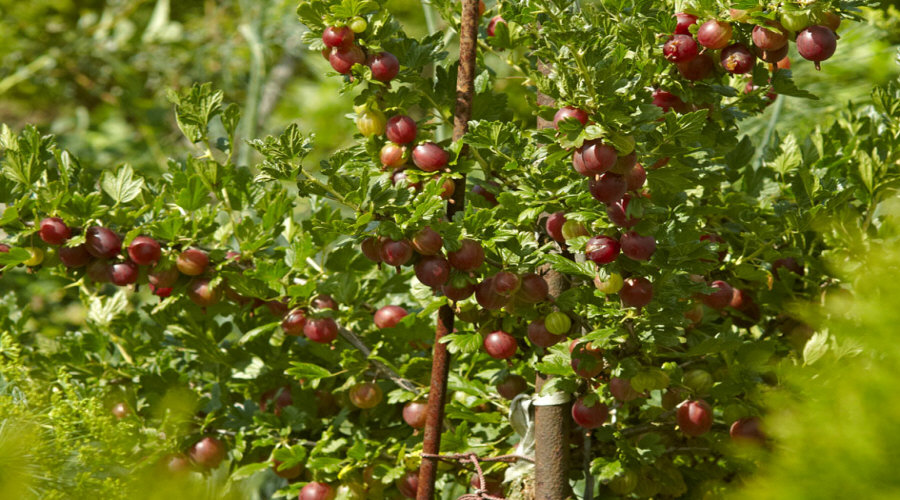 гадавальнік пладовых хмызнякоў саджанцаў агрэст аронія чарнаплодная рабіна парэчка маліна ў Польшчы   09
