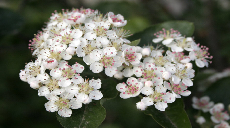 гадавальнік пладовых хмызнякоў саджанцаў агрэст аронія чарнаплодная рабіна парэчка маліна ў Польшчы   11