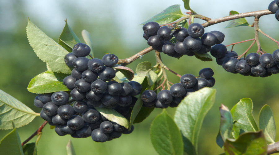 гадавальнік пладовых хмызнякоў саджанцаў агрэст аронія чарнаплодная рабіна парэчка маліна ў Польшчы   12