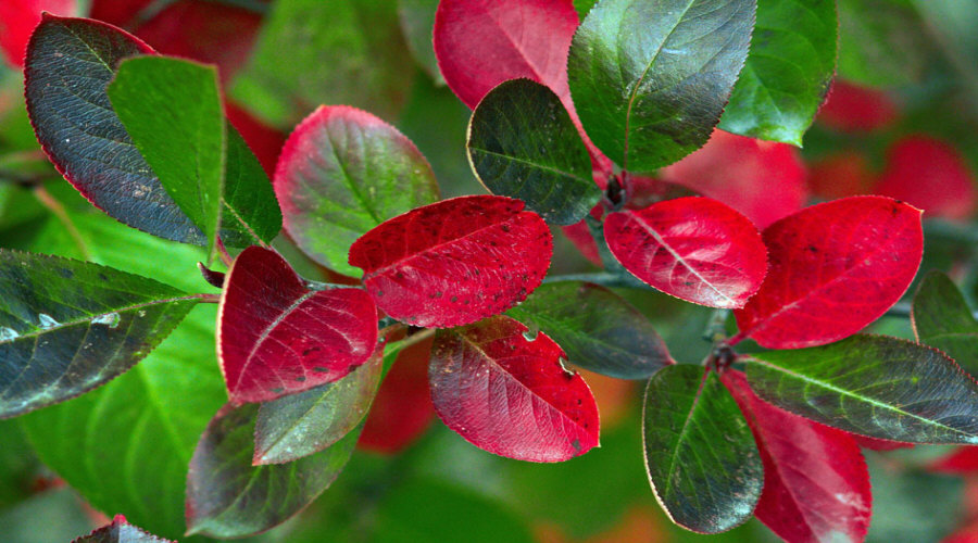гадавальнік пладовых хмызнякоў саджанцаў агрэст аронія чарнаплодная рабіна парэчка маліна ў Польшчы   13