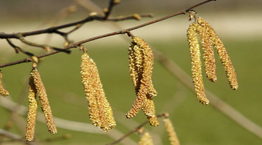 гадавальнік пладовых хмызнякоў саджанцаў агрэст аронія чарнаплодная рабіна парэчка маліна ў Польшчы   14