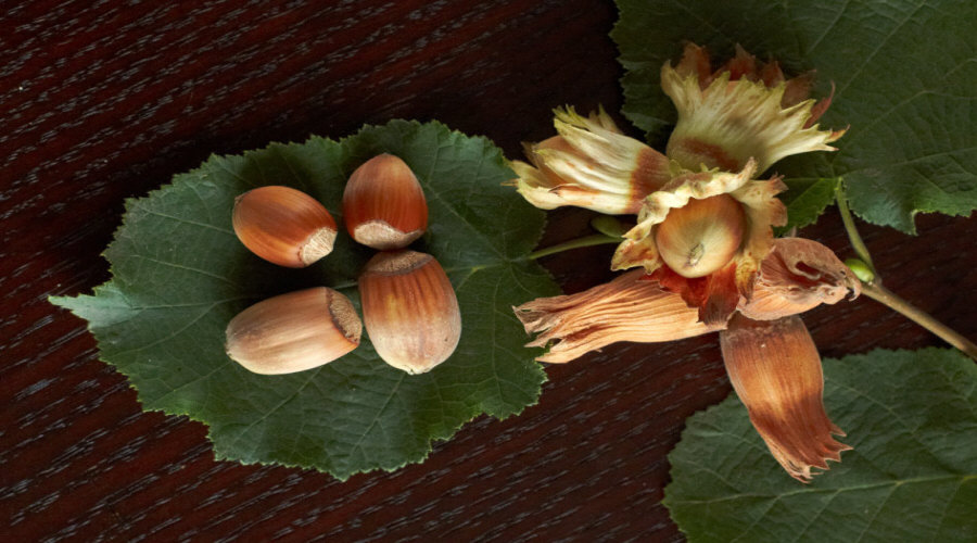 гадавальнік пладовых хмызнякоў саджанцаў агрэст аронія чарнаплодная рабіна парэчка маліна ў Польшчы   16